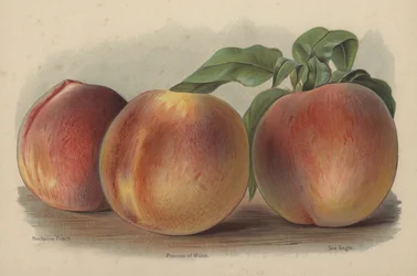 Nectarine Peach, Princess of Wales, Sea Eagle
